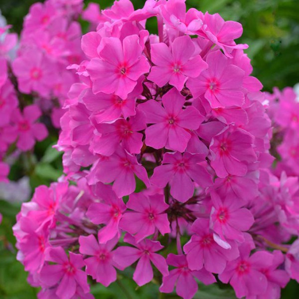 Суфле смородина