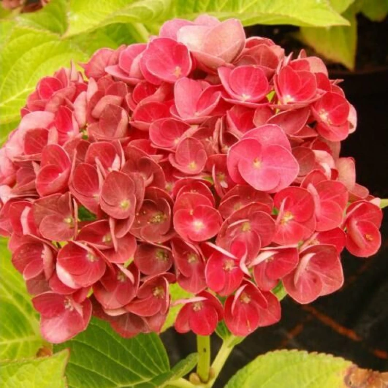 Гортензия крупнолистовая "Rembrandt Rosso Glory"
