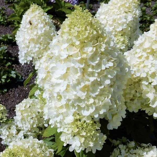 Гортензия метельчатая «Magical Andes»