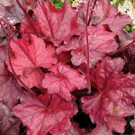 Гейхера (Heuchera)   «Fire Chief»