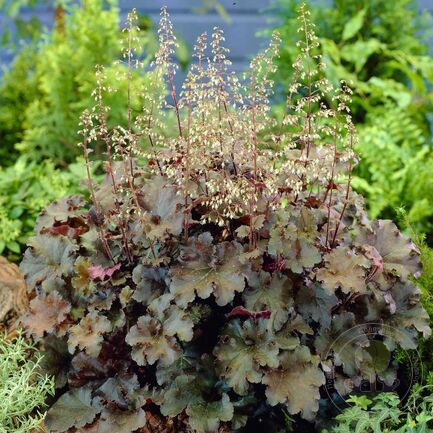 Гейхера  (Heuchera) «Cappucino»