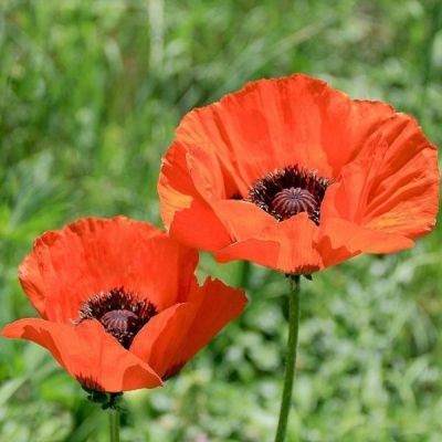 Мак восточный (Papaver)“Brilliant ”
