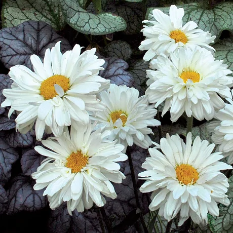 Нивяник (Leucanthemum)  «Victorian secret»