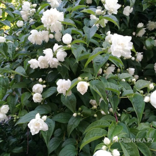 Чубушник (Philadelphus) "Жемчуг"
