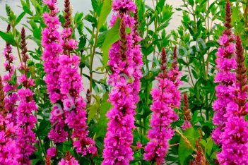 Дербеннник иволистный "Robert"