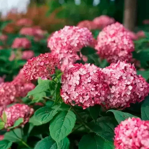 Гортензия древовидная (Hydrangea arborescens) “Ruby Annabelle”