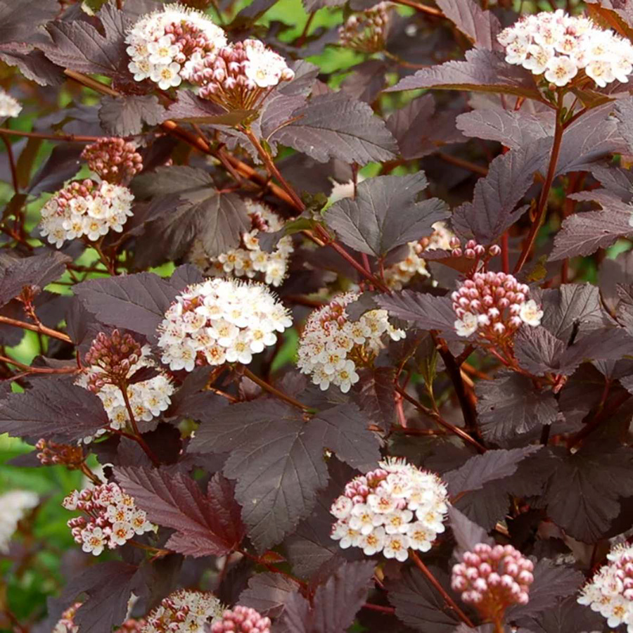 Пузыреплодник калинолистный (Physocarpus opulifolius) “Diabolo”
