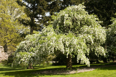 Яблоня декоративная 'Red Jade'