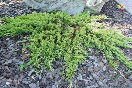 Можжевельник горизонтальный (Juniperus horizontalis) “Golden Carpet”