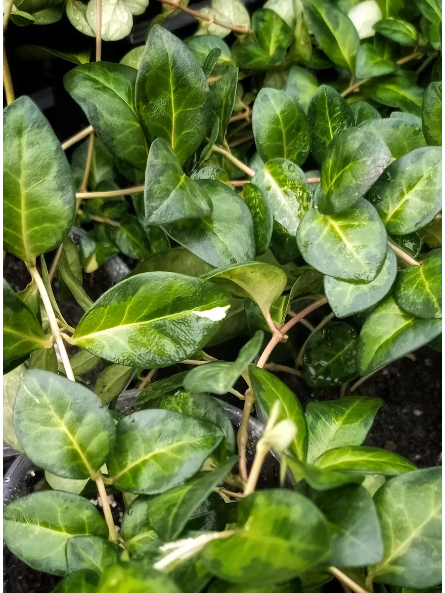 Барвинок малый (Vinca minor) "Maculata"