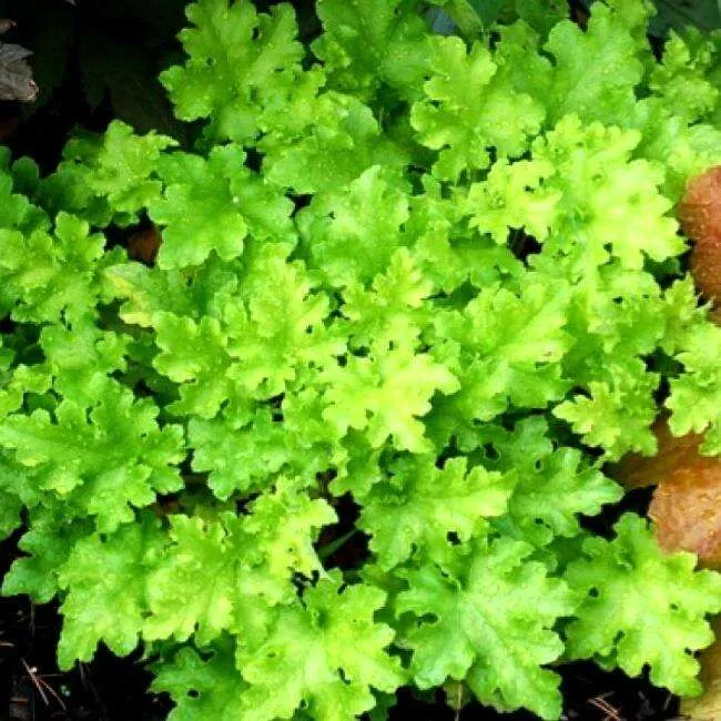 Гейхера (Heuchera) «Lime Ruffles»