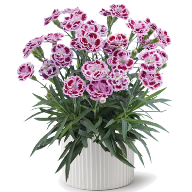 Гвоздика (Diánthus) Delilah «Bicolor Purple»