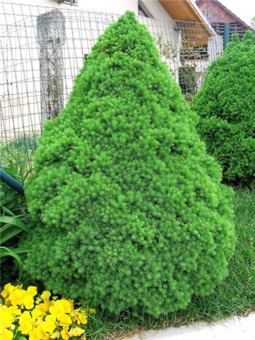 Ель сизая (Picea glauca) “December”