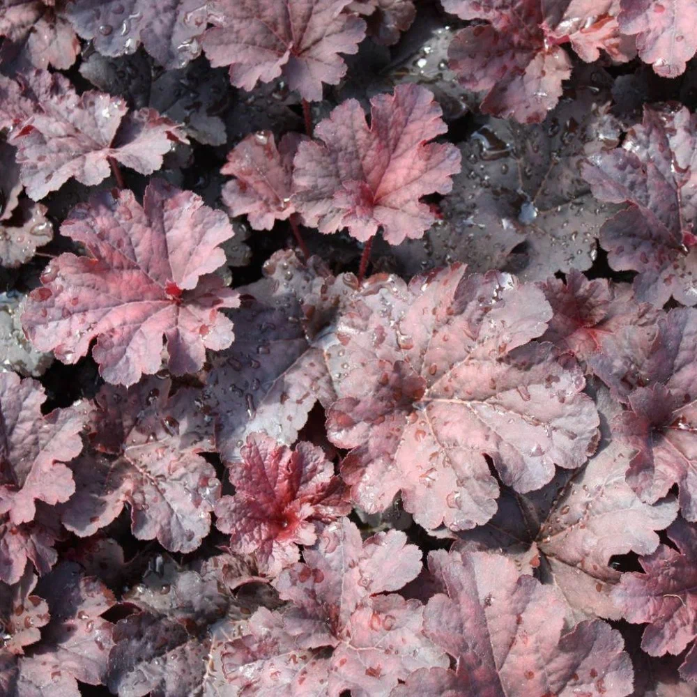 Гейхера (Heuchera) «Cajun Fire»