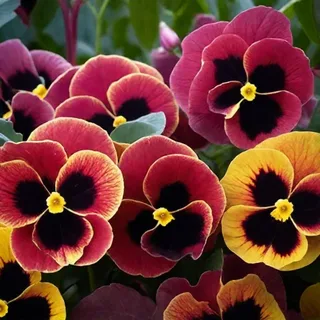 Виола Виттрока (Viola Wittrockiana)