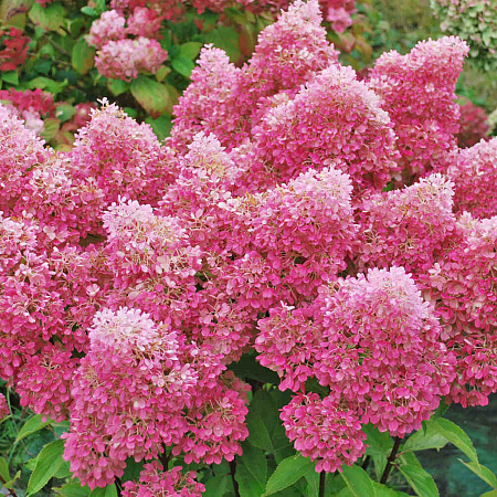 Гортензия метельчатая (Hydrangea paniculata) «Petite Flori»