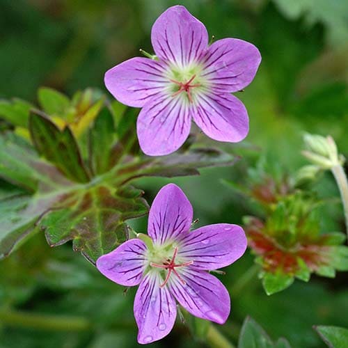 Герань гибридная (Geranium hybride) «Philippe Vapelle»