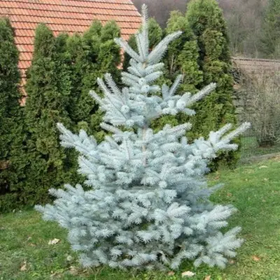 Ель колючая "Edith"