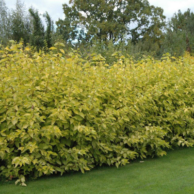 Дёрен белый                (Cornus alba)           "Aurea"