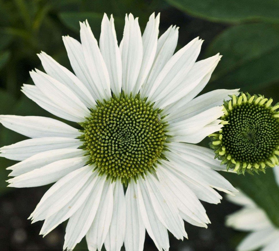 Эхинацея (Echinacea) «Virgin»