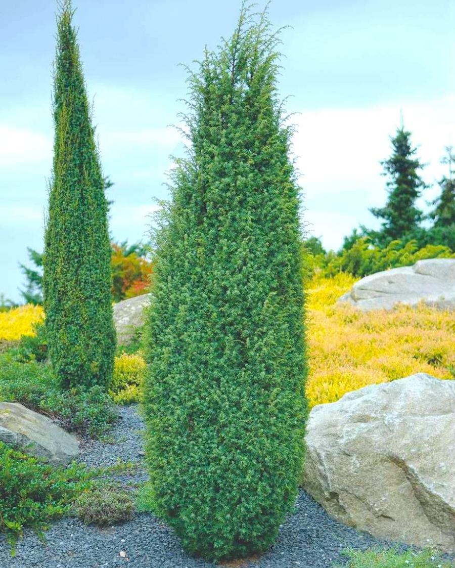 Можжевельник обыкновенный   (Juniperus communis) "Hibernica"
