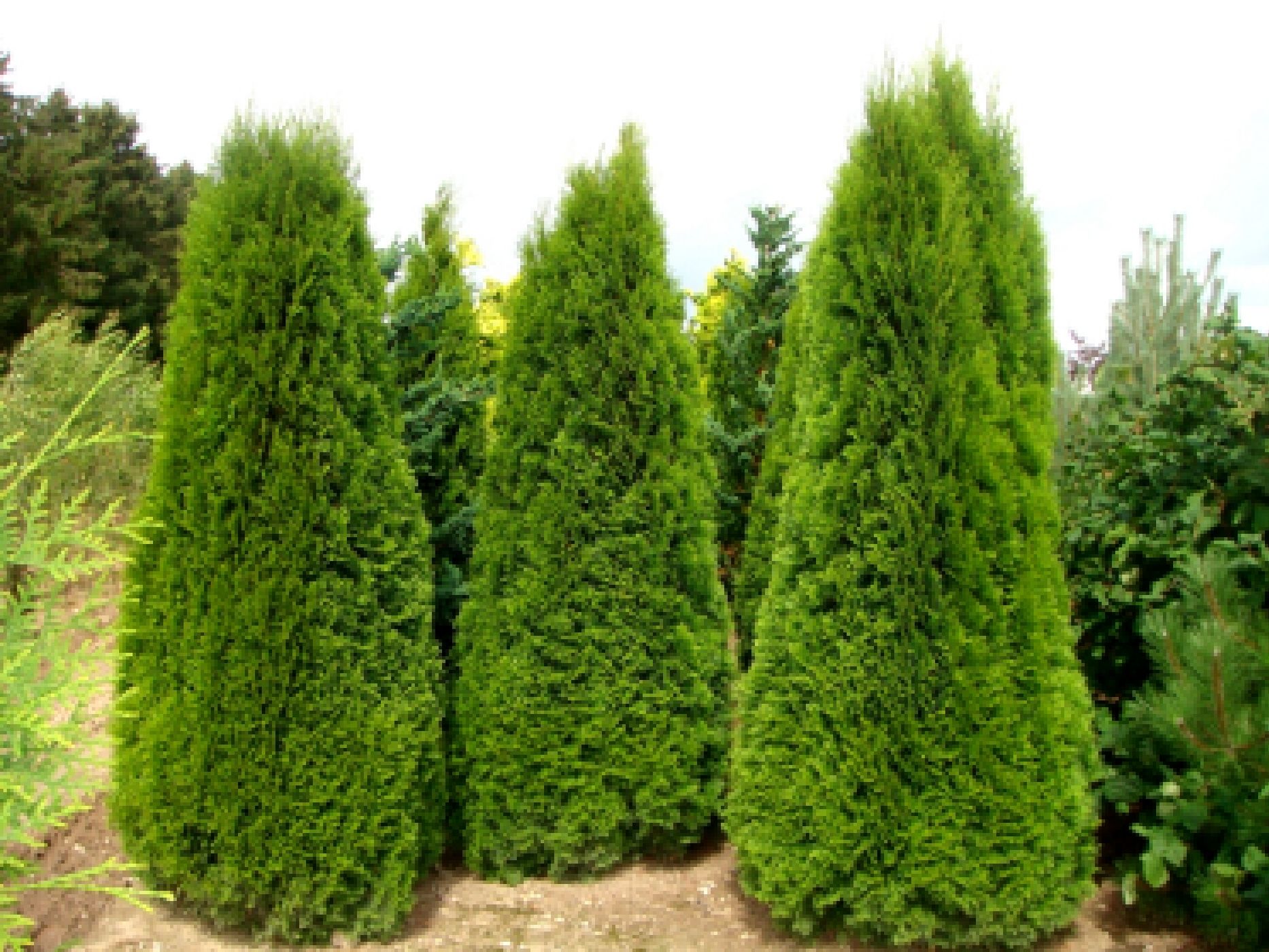 Туя западная (Thuja occidentalis)  “Smaragd”
