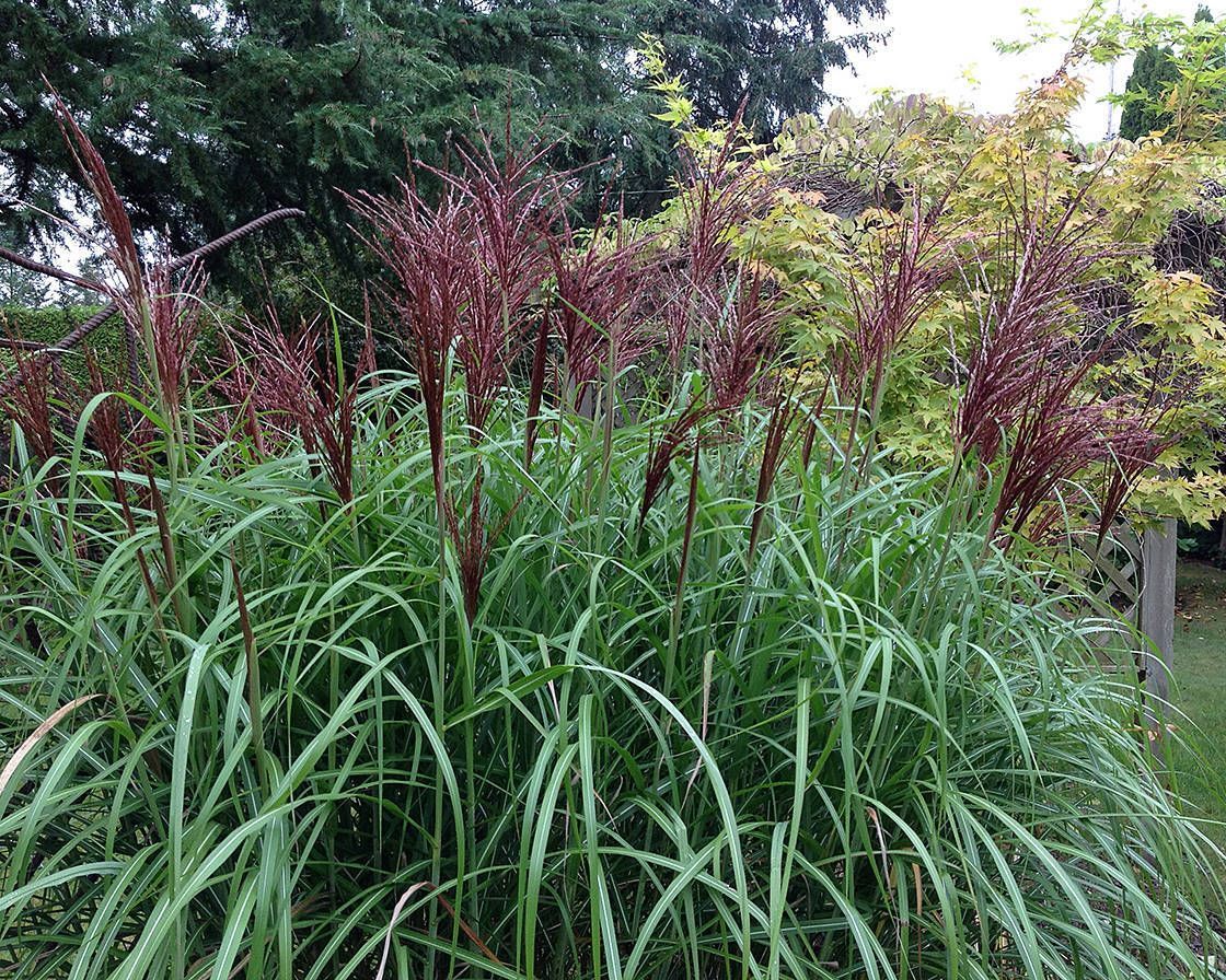 Мискантус китайский (Rotsilber)