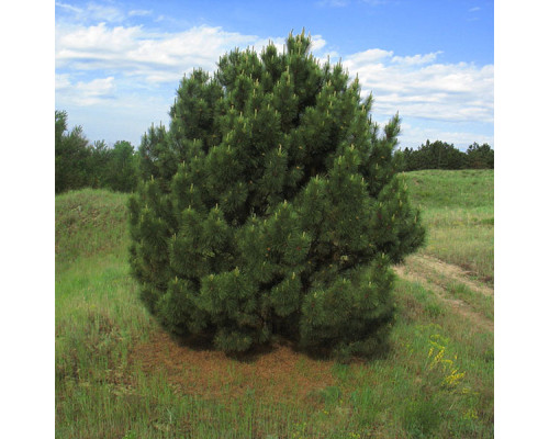 Сосна чёрная крымская (Pinus nigra)