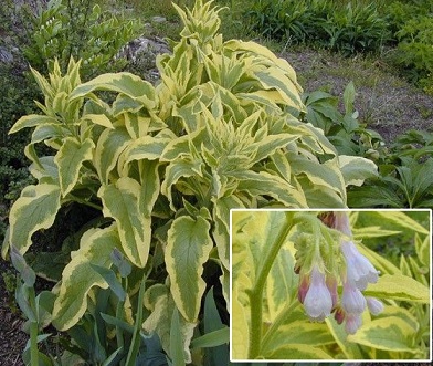 Окопник крупный "Goldsmith"