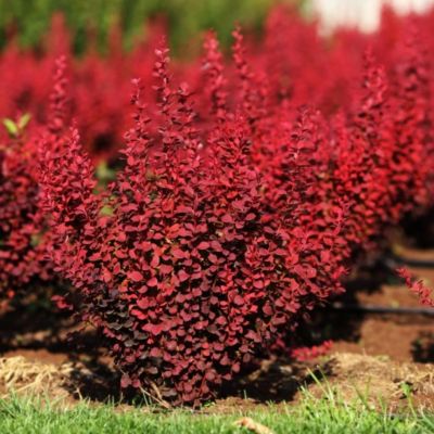Барбарис Тунберга (Berberis thunbergii) «Pygmy Ruby»