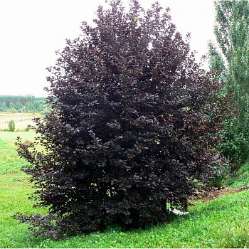 Черёмуха обыкновенная (Prunus padus) «Сибирская красавица»