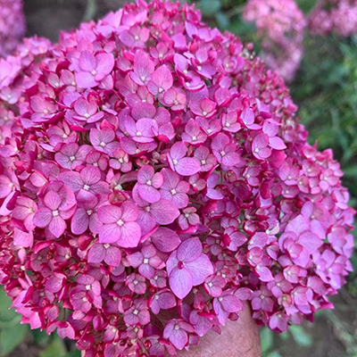 Гортензия древовидная "Cyndybelle Winegum"