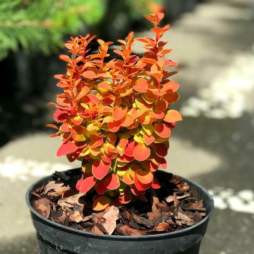 Барбарис Тунбергера (Berberis thunbergii) “Orange Ice”