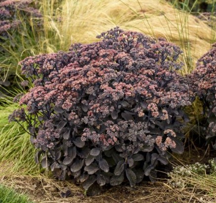 Очиток (Sedum) "Rock n Grow Back in Black"