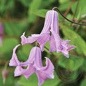 Fairy Bells