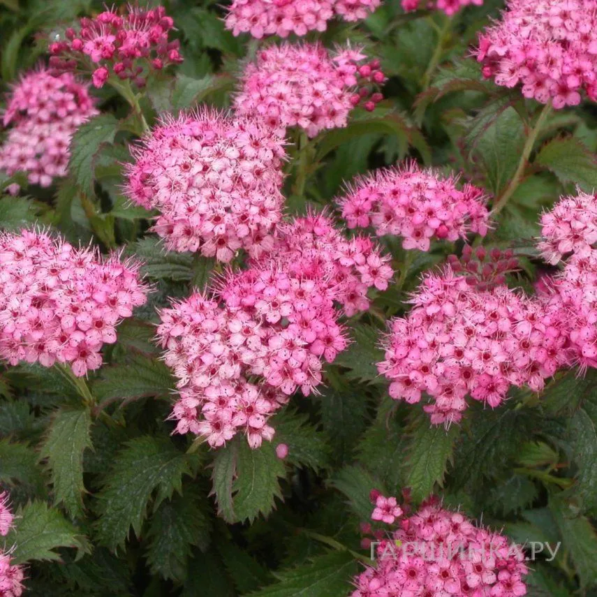 Спирея японская (Spiraea japonica)  «Crispa»