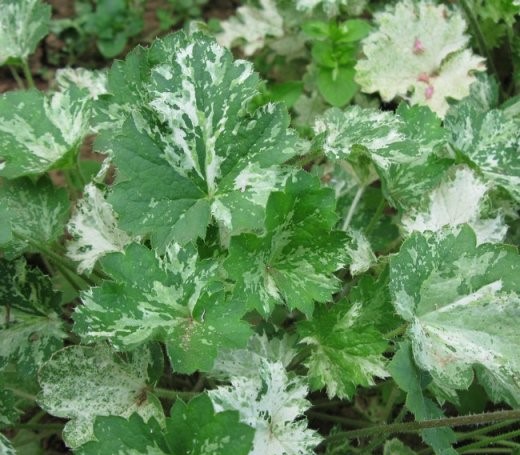 Гейхера (Heuchera) «Dew Drops»