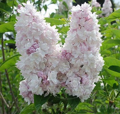 Сирень обыкновенная «Красавица Москва»