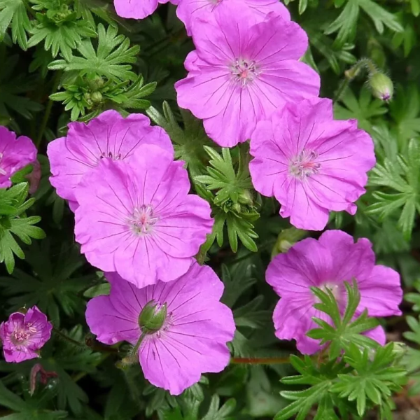 Герань кроваво-красная (Geranium sanguineum) "Vision Violet"