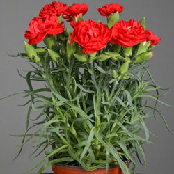 Гвоздика (Diánthus) «Lillipot Scarlet»