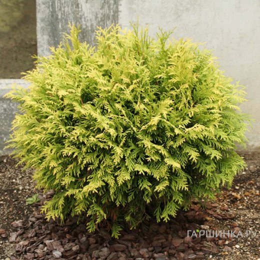 Tуя западная (Thuja oссidentalis) "Golden Globe"