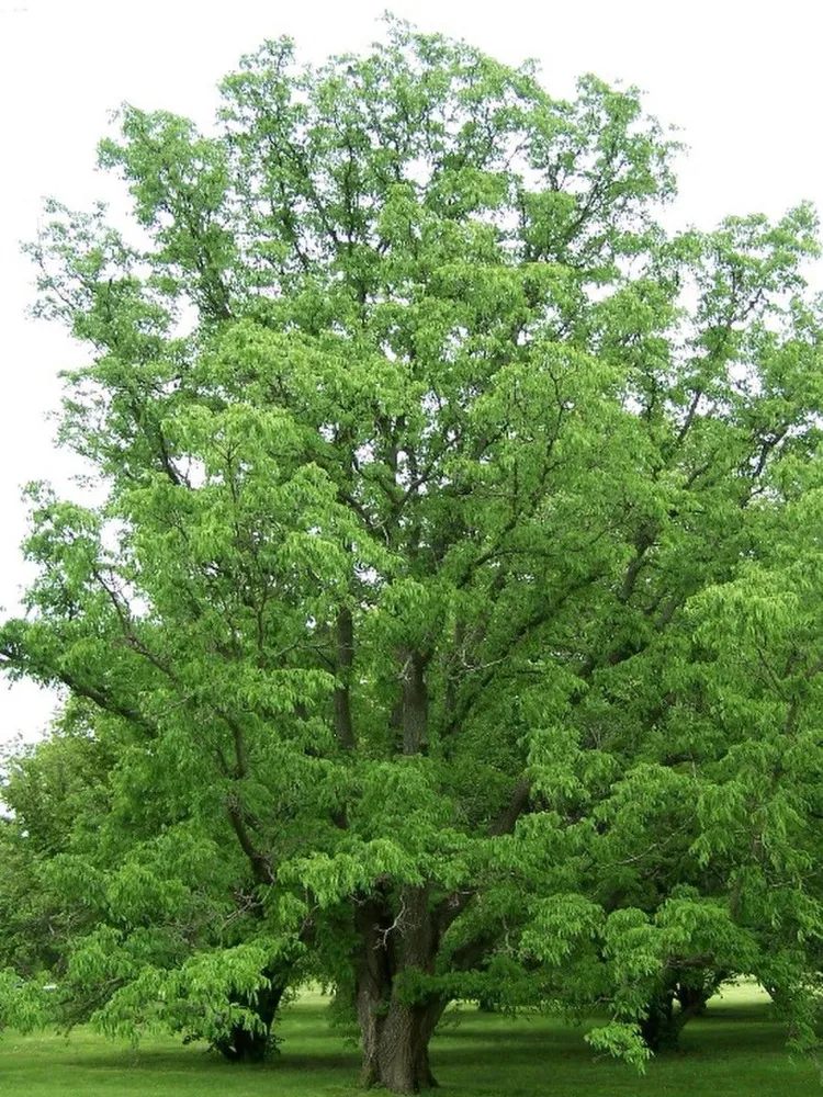 Бархат Амурский (Phellodéndron amurénse)