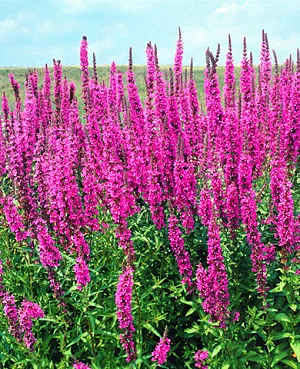 Дербенник иволистный (Lýthrum salicária)