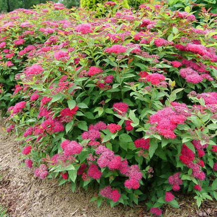 Спирея японская "Double Play Doozie"