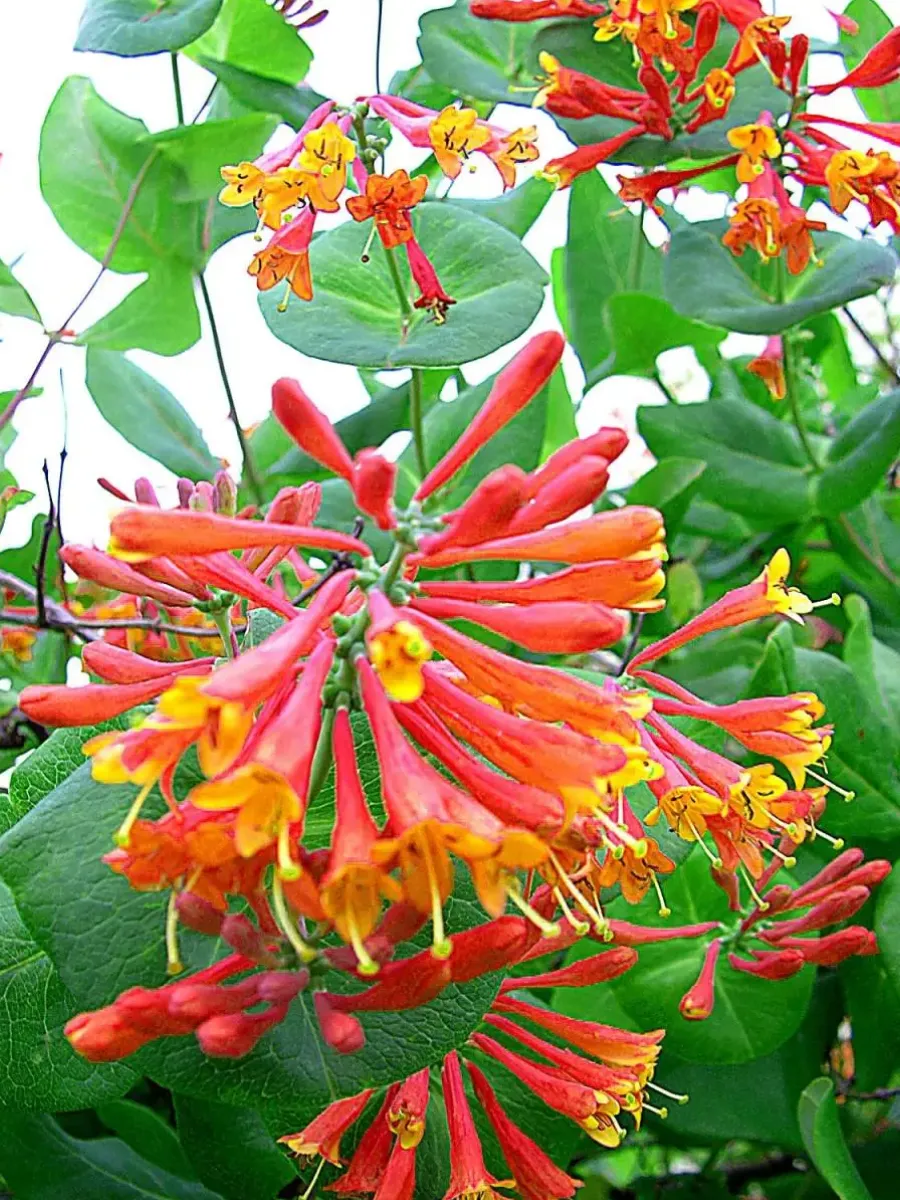 Жимолость Брауна (Lonicera x brownii)