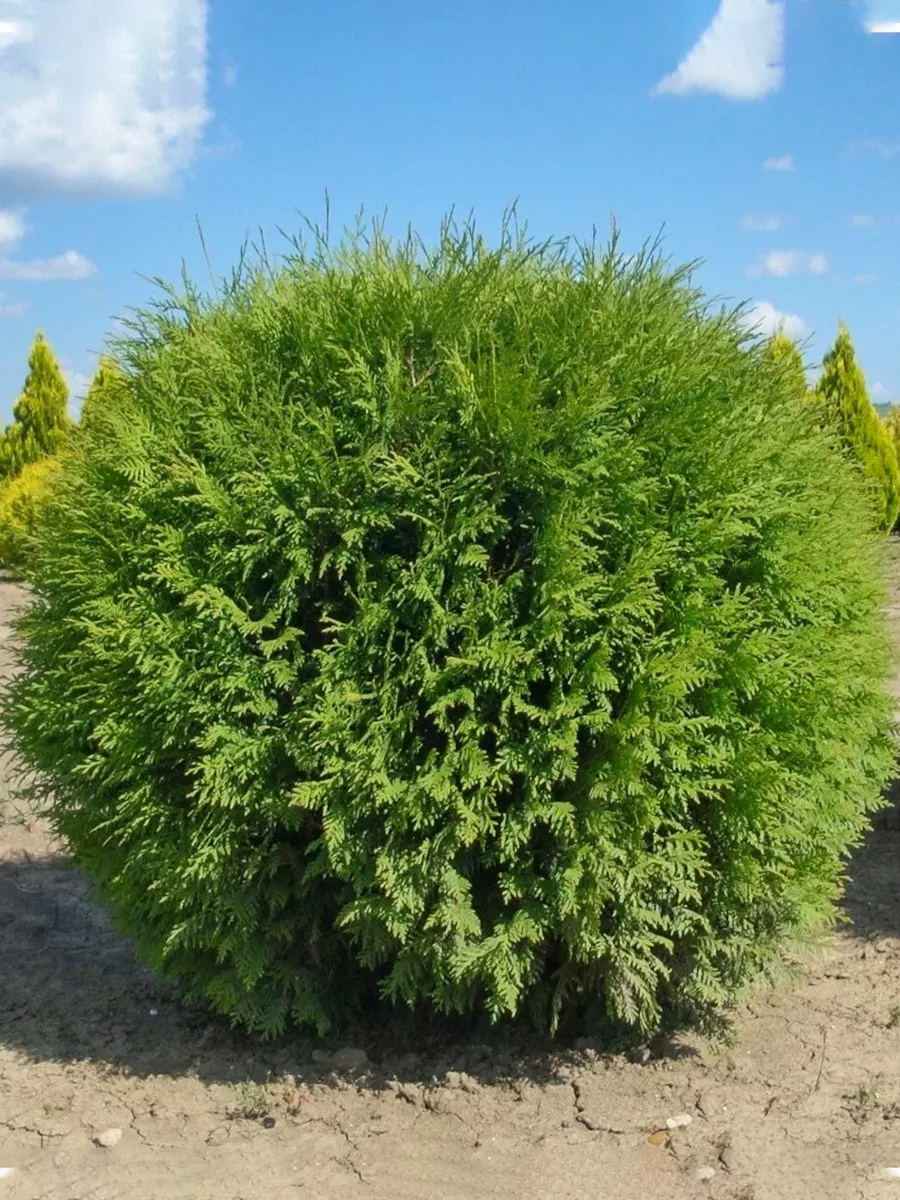 Туя западная  (Thuja occidentalis) "Globosa"