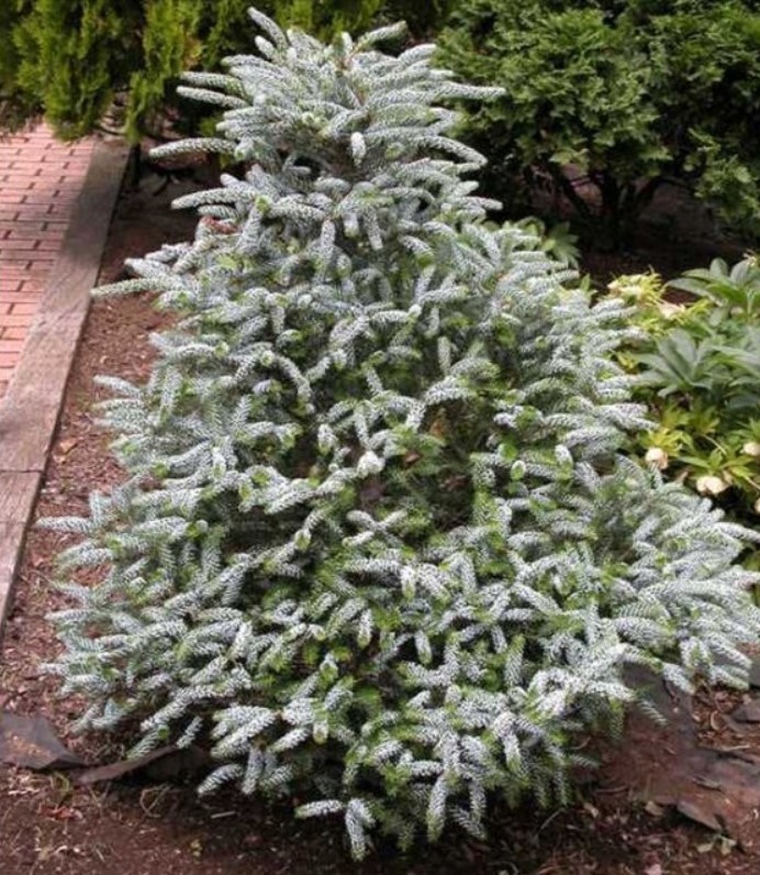 Пихта корейская (Abies koreana)«Silberlocke»