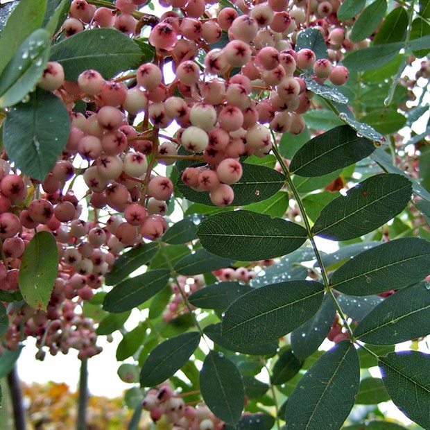 Рябина двуцветная (Sorbus)