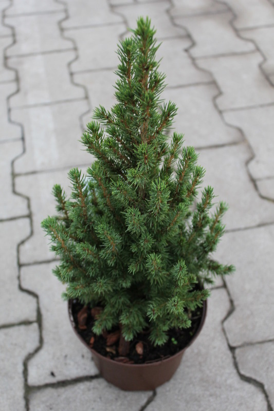 Ель канадская (сизая) (Picea glauca)“Perfecta”