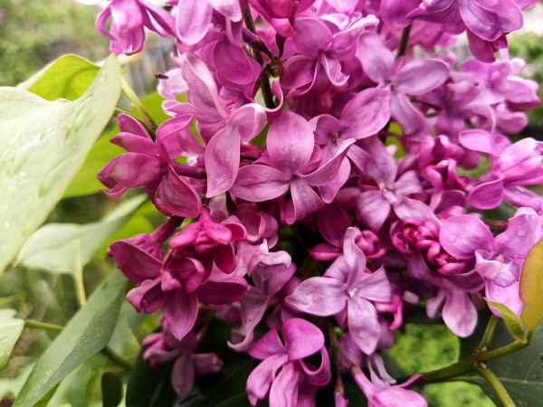 Сирень  обыкновенная (Syringa vulgaris) «Звезда Москвы»